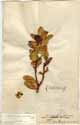 Leucadendron cucullata L., framsida