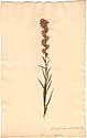 Liatris spicata Willd., framsida