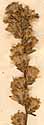 Liatris spicata Willd., inflorescens x8