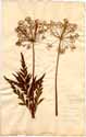 Ligusticum peleponnesiacum L., framsida