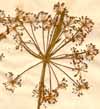 Ligusticum peleponnesiacum L., blomställning x2