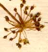 Ligusticum peleponnesiacum L., inflorescens x8