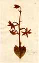 Lilium martagon L., front