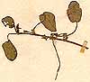 Limosella grandiflora L., närbild, framsida x3