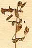 Lindernia pyxidaria L., blomställning x8