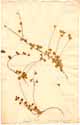 Linnaea borealis Gronov., framsida