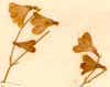Linnaea borealis Gronov., blomställning x6