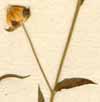 Linum angustifolium Huds., blomma x8
