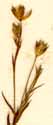 Linum angustifolium Huds., blommor x8