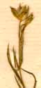 Linum angustifolium Huds., blommor x8