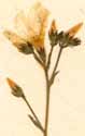 Linum arboreum L., flowers x6