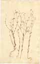 Linum gallicum L., front