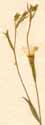 Linum gallicum L., flowers x8