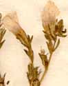 Linum hirsutum L., flowers x6