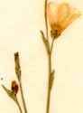 Linum maritimum L., blommor x8