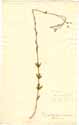 Linum quadrifolium L., front