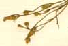 Linum quadrifolium L., inflorescens x6