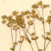 Linum radiola L., flowers x8