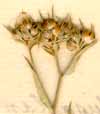 Linum strictum L., inflorescens x8