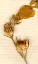 Linum tenuifolium L., blommor x8