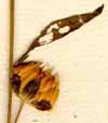 Linum usitatissimum L., flower x8
