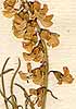 Liparia graminifolia L., blommor x8