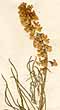 Liparia graminifolia L., inflorescens x5