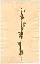 Lippia nodiflora var. sarmentosa Schauer, framsida