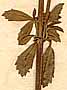 Lippia nodiflora var. sarmentosa Schauer, blomställning x8