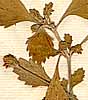 Lippia reptans Kunth, inflorescens x8