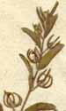 Lithospermum dispermum L., inflorescens x8