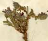 Lithospermum fruticosum L., närbild x3