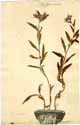 Lithospermum purpurocaeruleum L., front