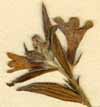 Lithospermum purpurocaeruleum L., inflorescens x8