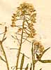 Lobularia maritima (L.) Desv., inflorescens x8