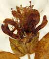 Lonicera periclymenum L., inflorescens x3