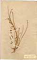 Lotus angustissimus L., framsida