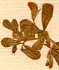 Lotus arabicus L., blommor x8