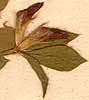 Lotus conjugatus L., blommor x8