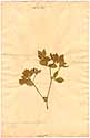 Lotus conjugatus L., framsida