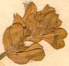 Lotus creticus L., närbild x8