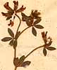 Lotus creticus L., framsida x4