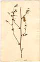 Lotus cytisoides L., framsida