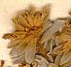 Lotus fruticosus L. L., blomställning x8