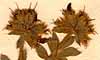 Lotus hirsutus L., inflorescens x8