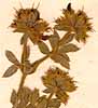 Lotus hirsutus L., inflorescens x8