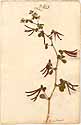 Lotus ornithopodioides L., framsida