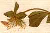 Lotus ornithopodioides L., blommor x8