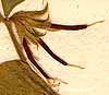 Lotus ornithopodioides L., frukt x8