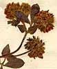 Lotus rectus L., inflorescens x8